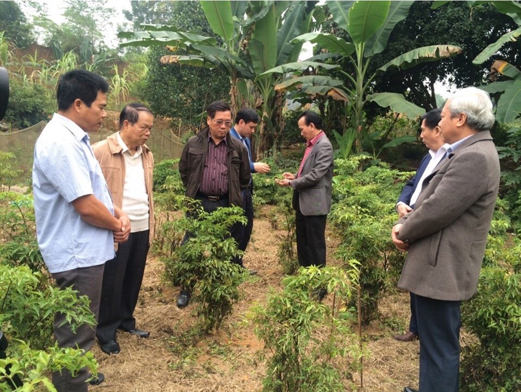  Giáo sư Chu Quốc Trường và các chuyên gia Đông y thăm quan khảo sát vùng trồng cây thuốc tại xã Mậu Đông- Huyện Văn Yên 
