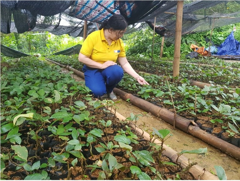 Bs. Đào Thị Ngọc Lan - Giám đốc dự án kiểm tra vườn ươm cây Lá gan